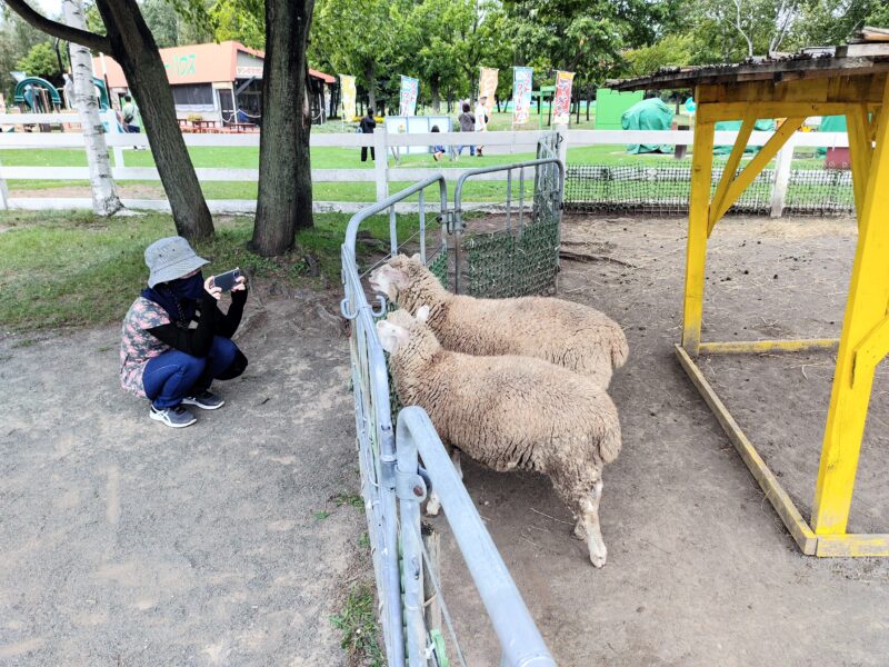 サツラクミルクの郷まきば館のふれあい広場の様子