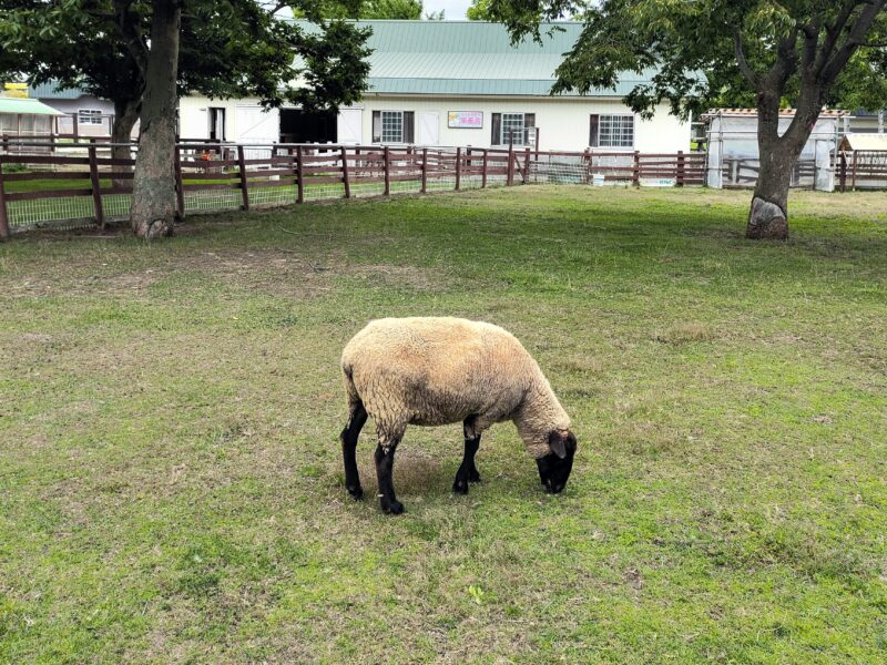 サッポロさとらんどのふれあい牧場