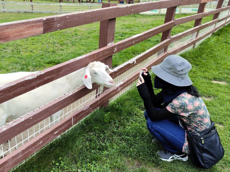 サッポロさとらんどのふれあい牧場のえさやり体験コーナー