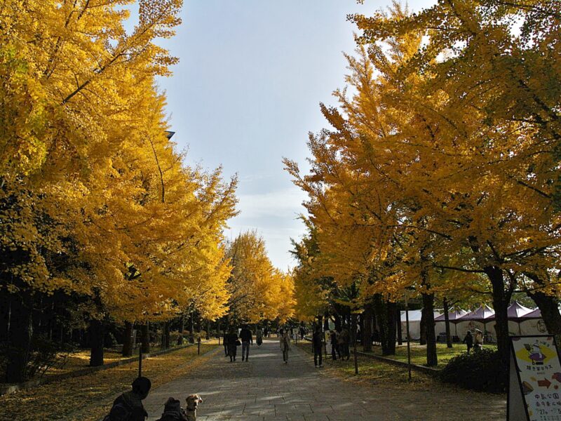 色づいた中島公園のイチョウ並木(日中のようす)