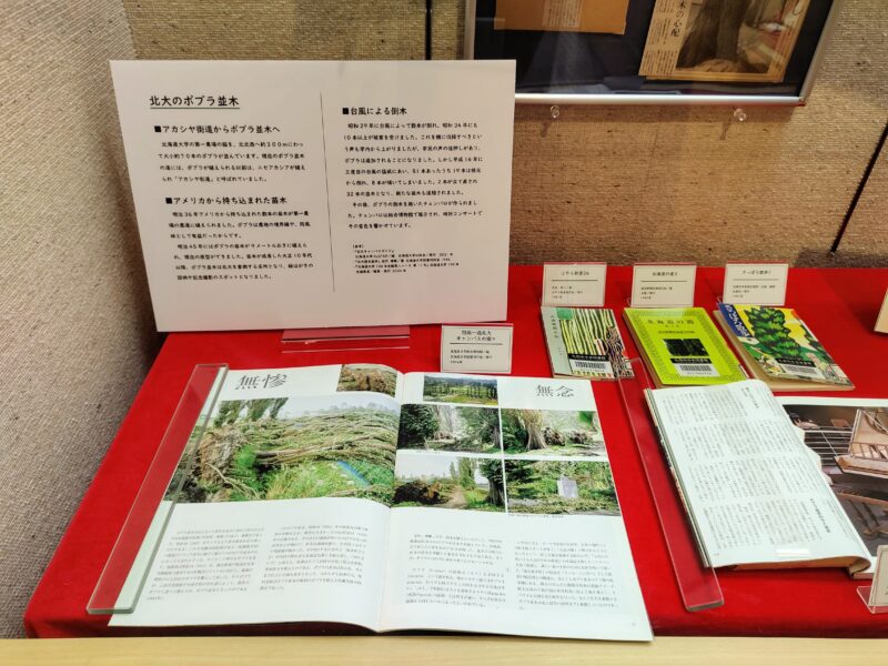 令和7年度札幌市中央図書館特別展にて北大ポプラ並木の展示