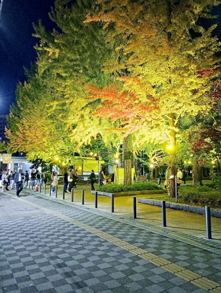 中島公園のイチョウ並木入口の紅葉ライトアップ