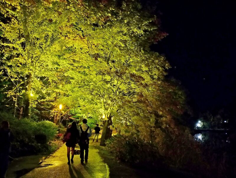 中島公園の菖蒲池外周の紅葉ライトアップ