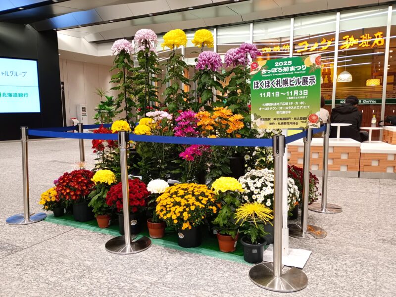 2025年さっぽろ菊まつりの展示(ほくほく札幌ビルエントランス)