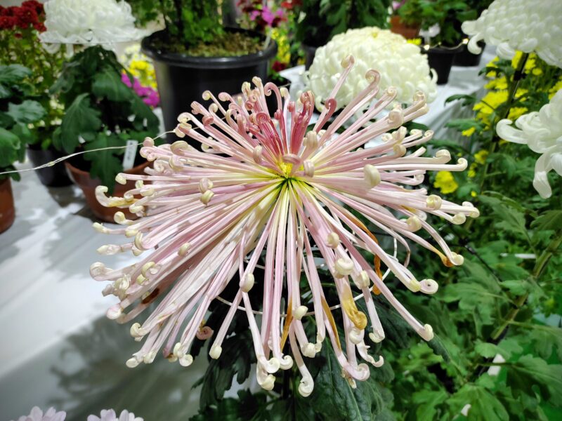 淡いピンク色の菊(管物)