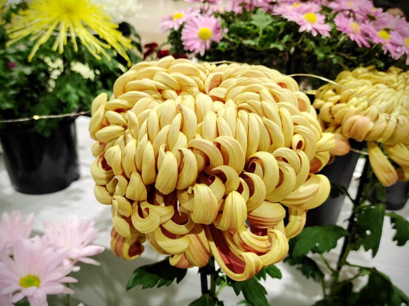 2025さっぽろ菊まつり