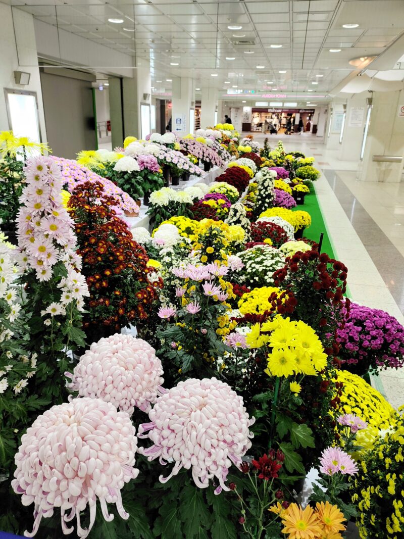 2025年さっぽろ菊まつりの展示(オーロラ花壇)