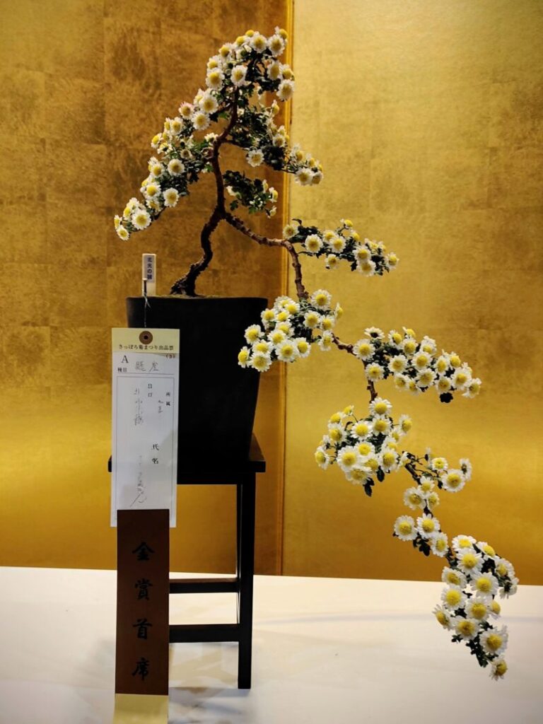 菊の懸崖仕立て