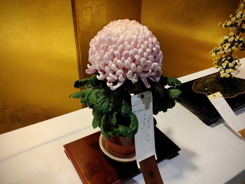 菊の福助仕立て