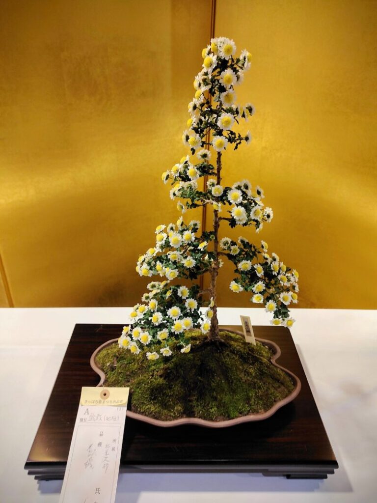 金賞首席を獲得した菊の作品