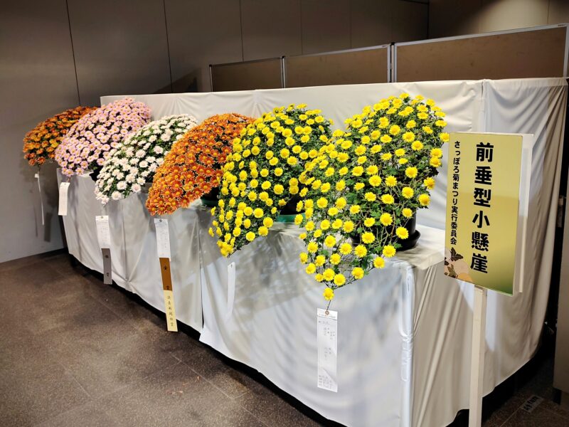 前垂型小懸崖の菊