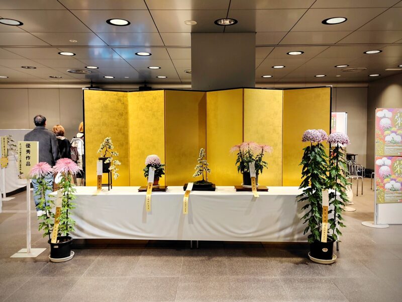 2025年さっぽろ菊まつりの展示(チ・カ・ホ会場北大通交差点広場)