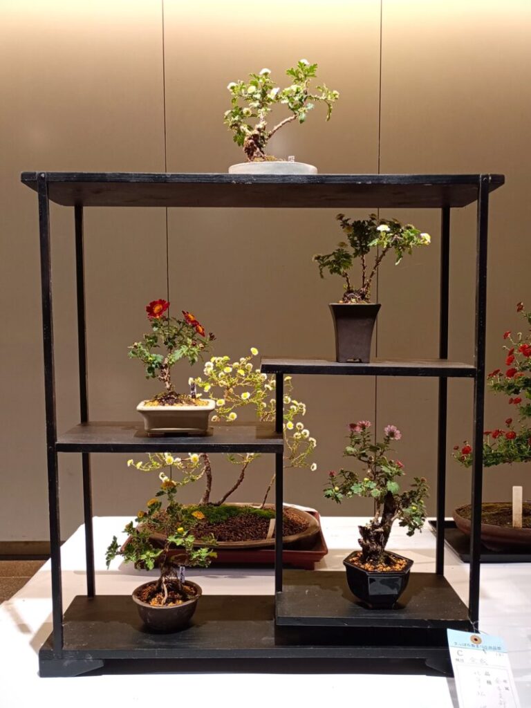 菊の盆栽仕立て