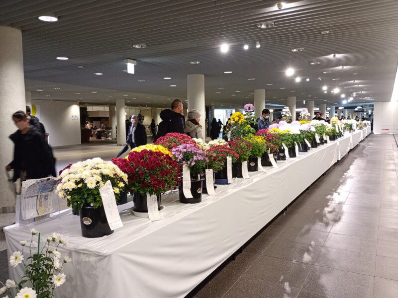 2025年さっぽろ菊まつりの展示(チ・カ・ホ会場)