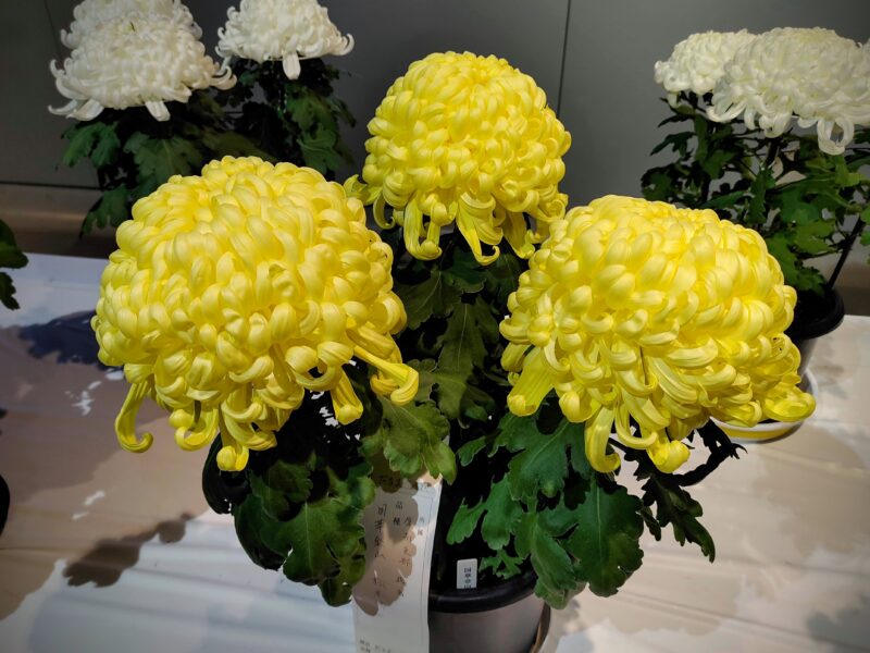 菊のだるま仕立て