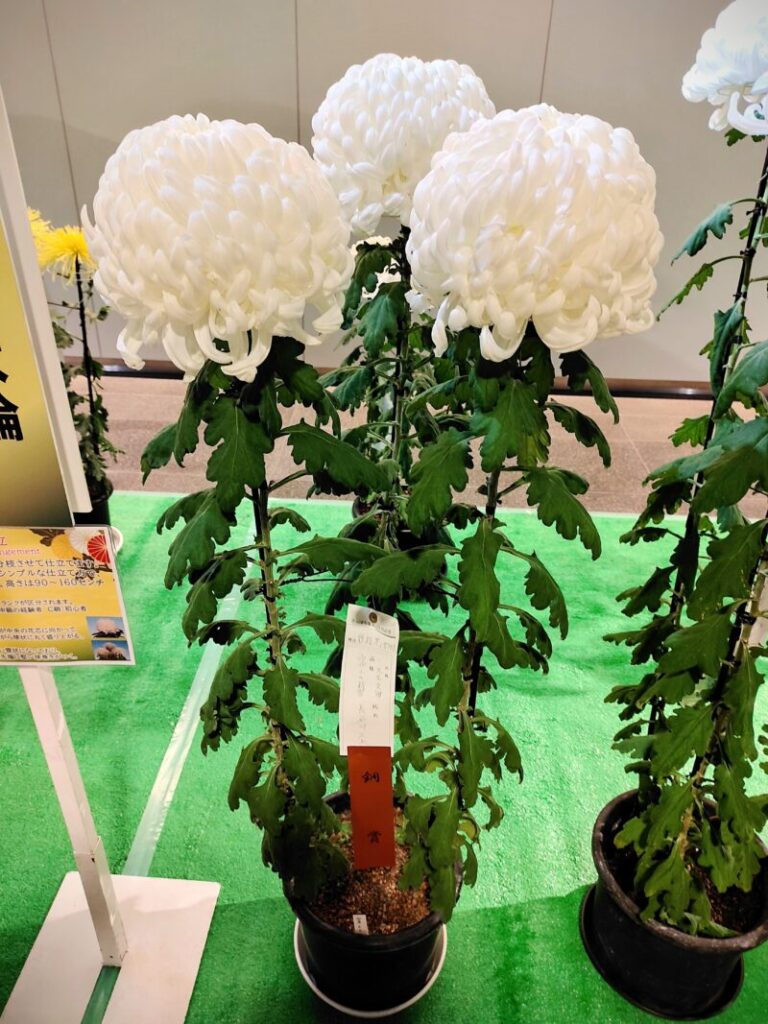 菊の三本仕立て