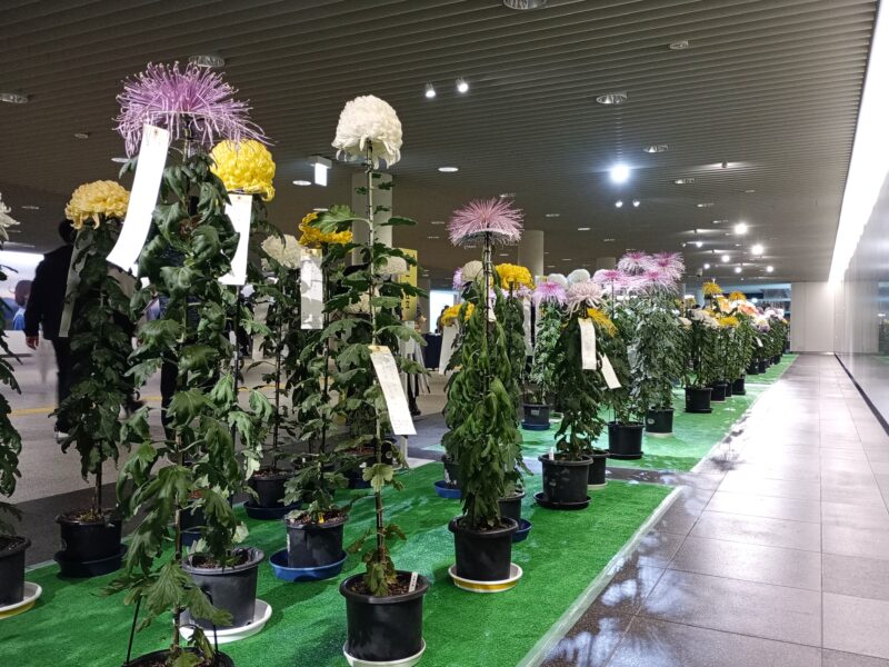 菊の一本仕立て