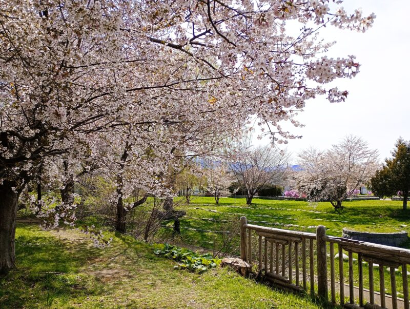 旧軽川緑地（堤防の上）