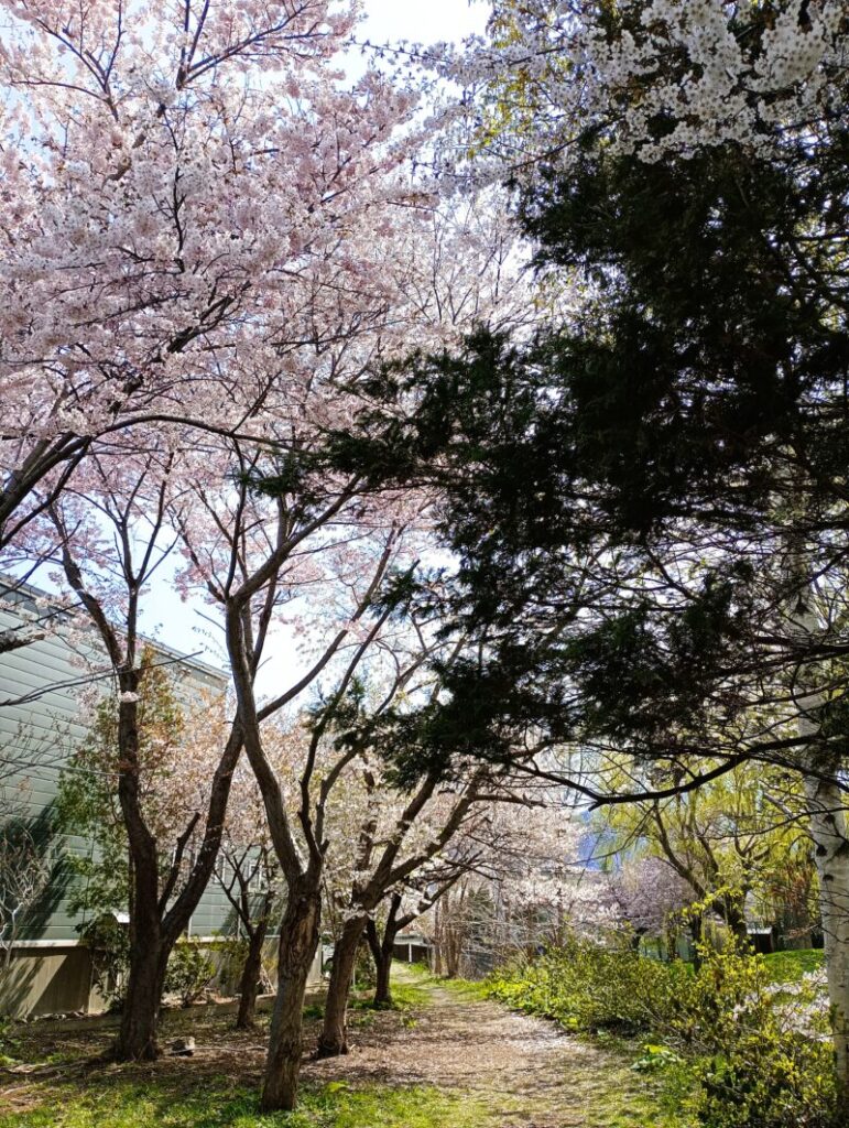 旧軽川緑地（堤防の上その２）