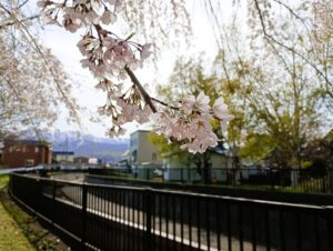 旧軽川緑地のエゾヤマザクラ