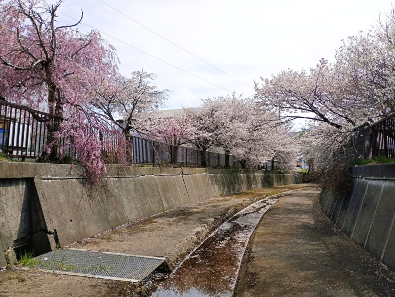 旧軽川緑地の終盤