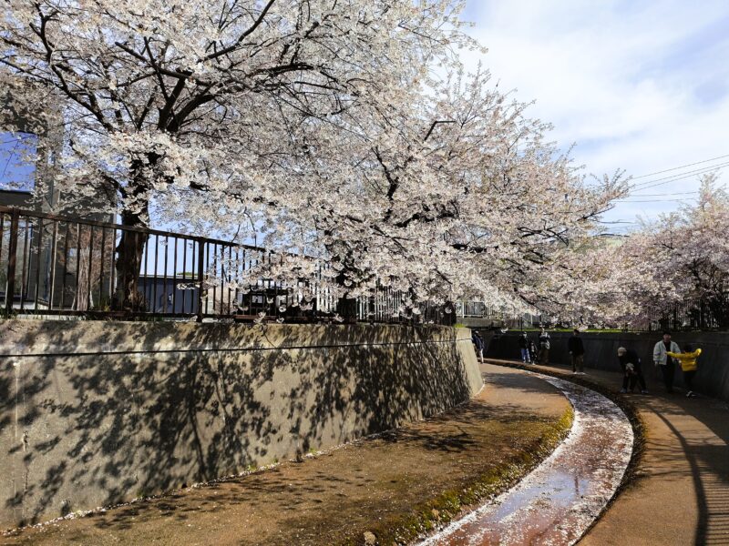 旧軽川緑地の桜