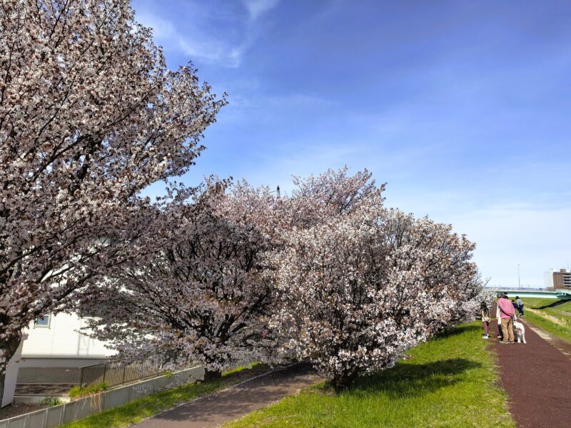軽川桜づつみの上の様子