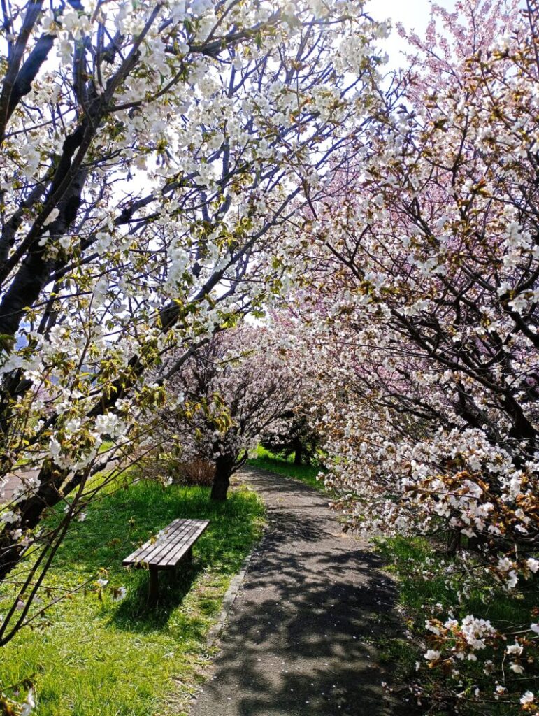 軽川桜づつみの上の様子その３