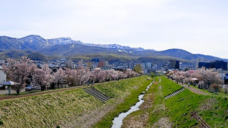 軽川桜づつみの全景