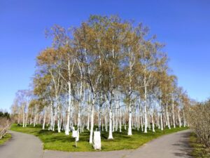 前田森林公園の白樺の林