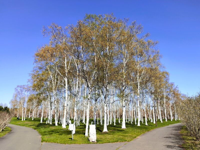 前田森林公園の白樺の林