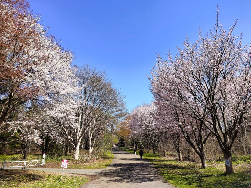 前田森林公園の桜の散策路