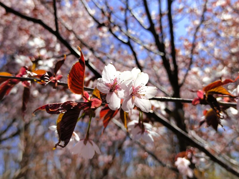 前田森林公園のエゾヤマザクラその１