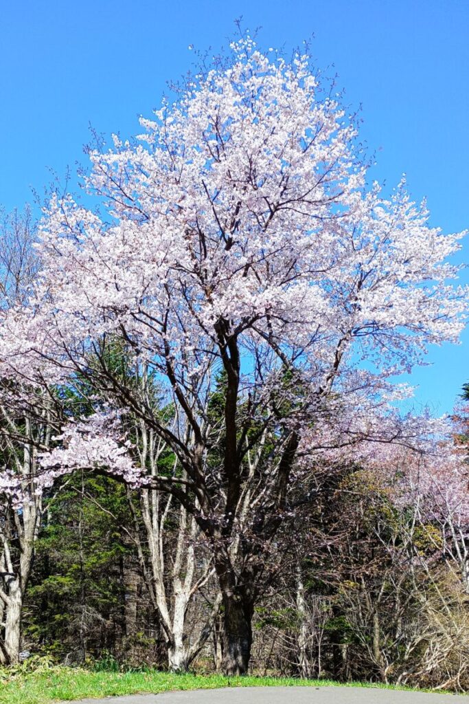前田森林公園のソメイヨシノの全体像