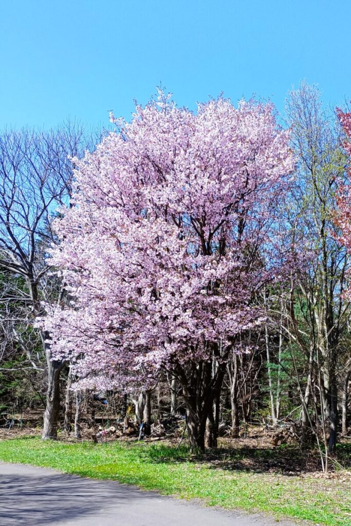 前田森林公園のエゾヤマザクラの全体像