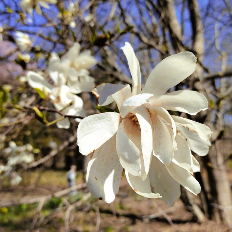 前田森林公園のシデコブシ