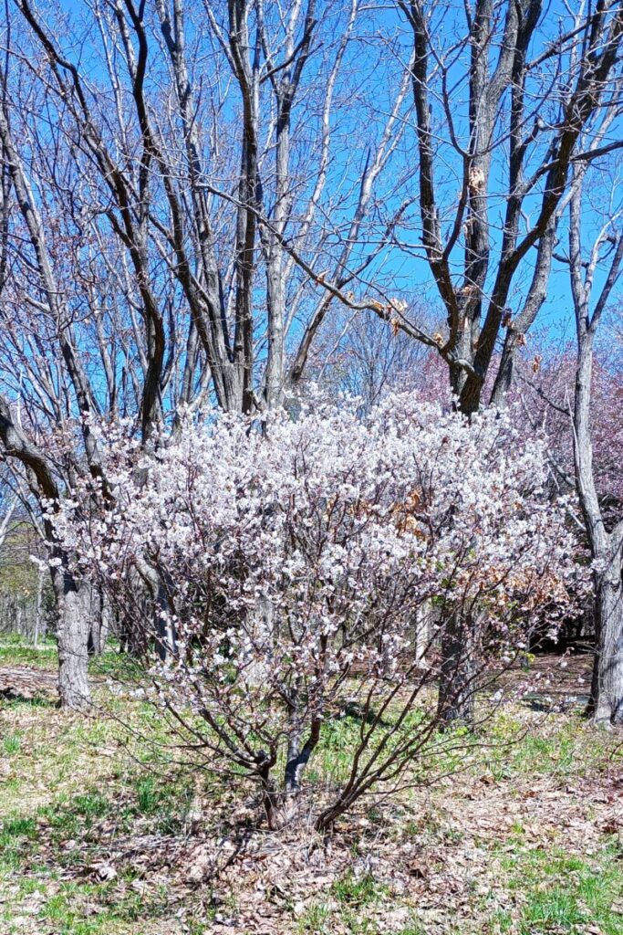前田森林公園のチシマザクラの全体像