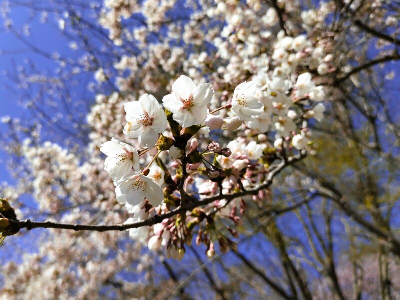 前田森林公園のソメイヨシノその１