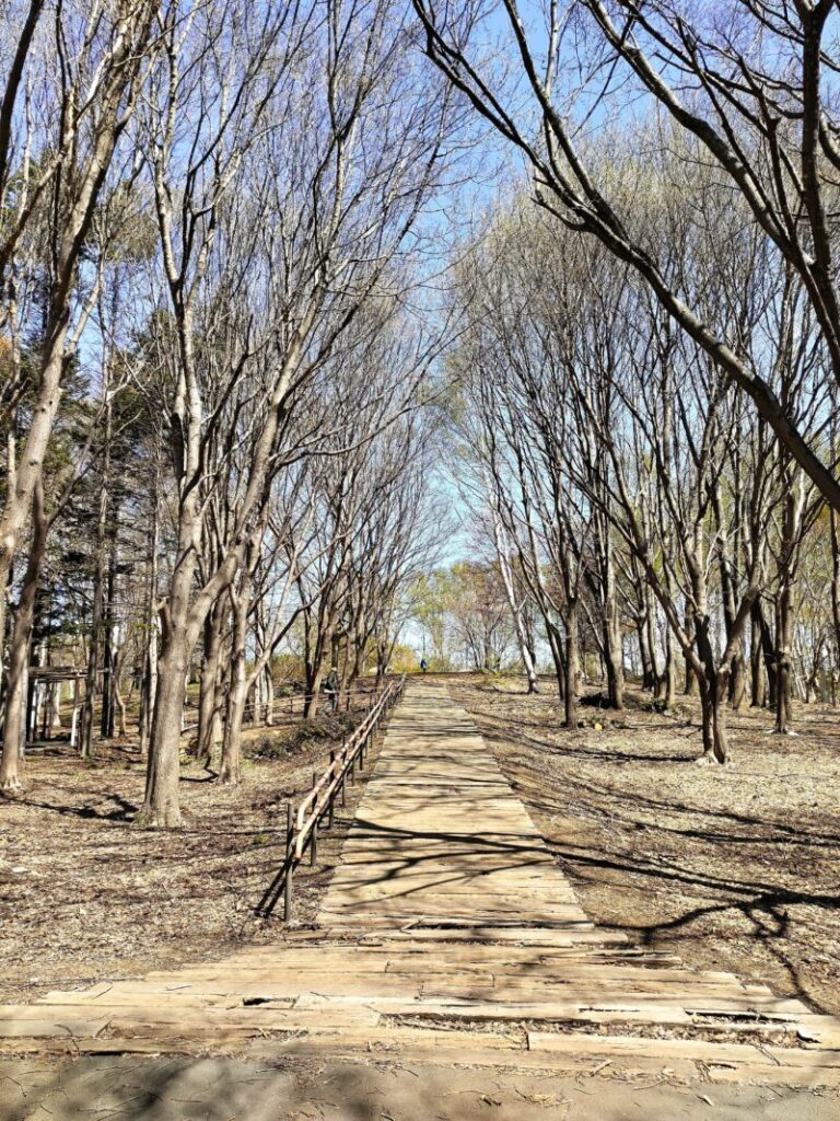前田森林公園のセカリー広場へ向かう道