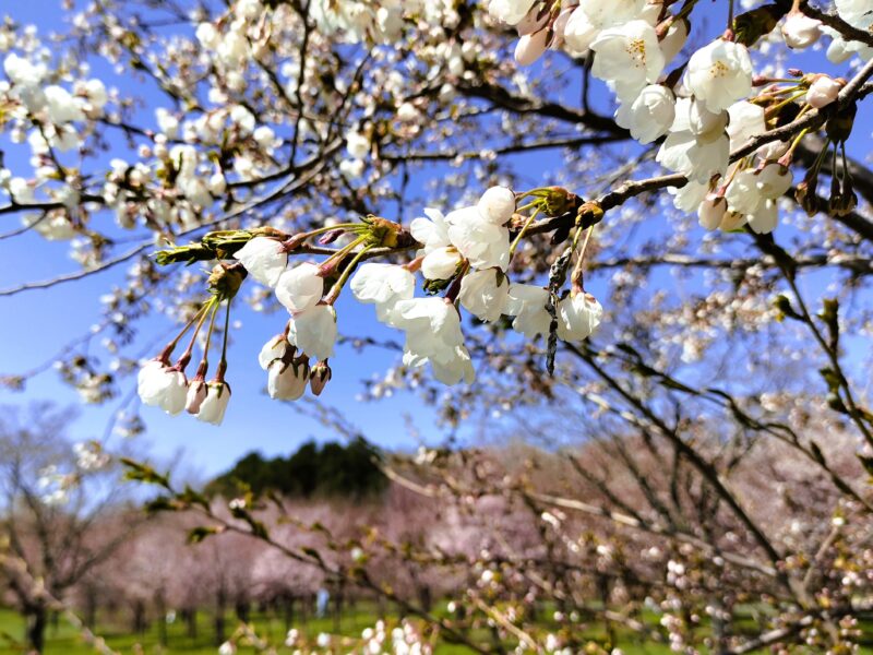 前田森林公園のソメイヨシノその２