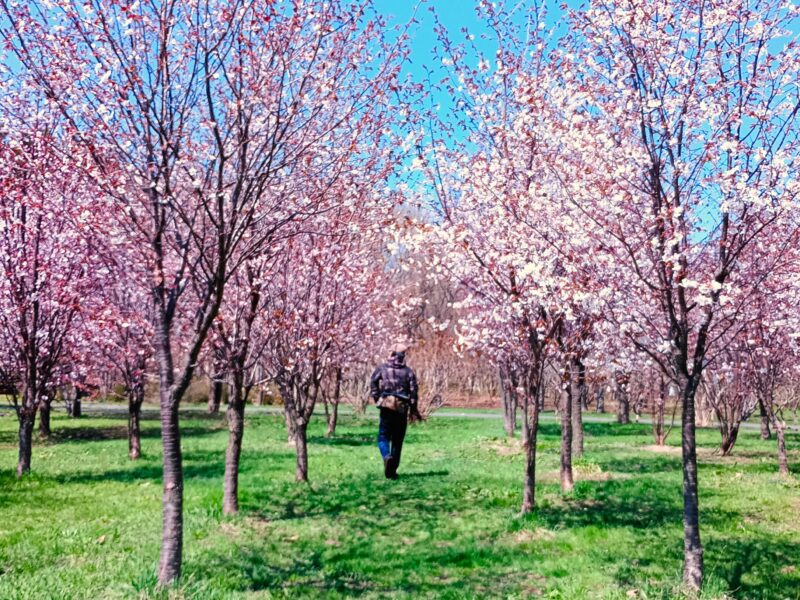 前田森林公園の芝生公園の満開の桜