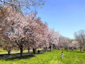 前田森林公園の芝生公園の桜その2