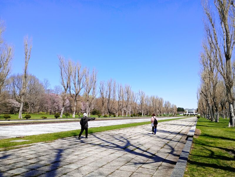 前田森林公園のポプラ並木