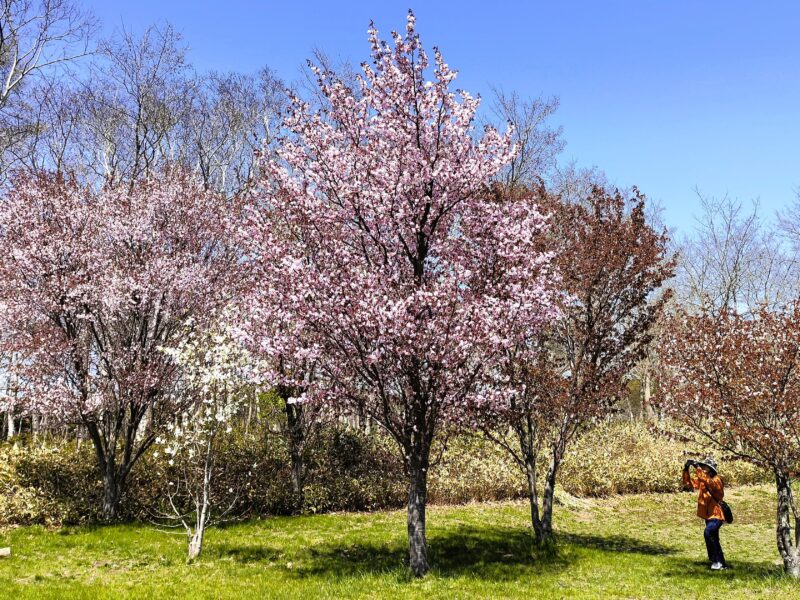 前田森林公園の桜を撮影する相方