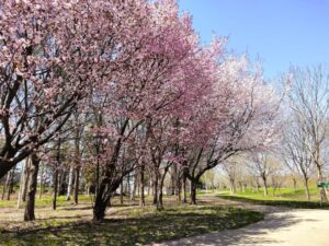 前田森林公園の広々原っぱの桜並木