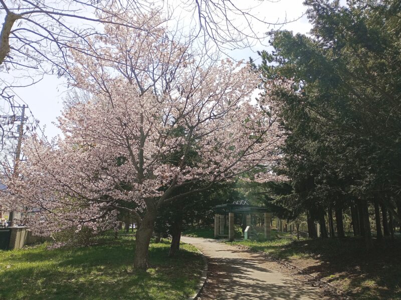 前田公園のパーゴラと桜