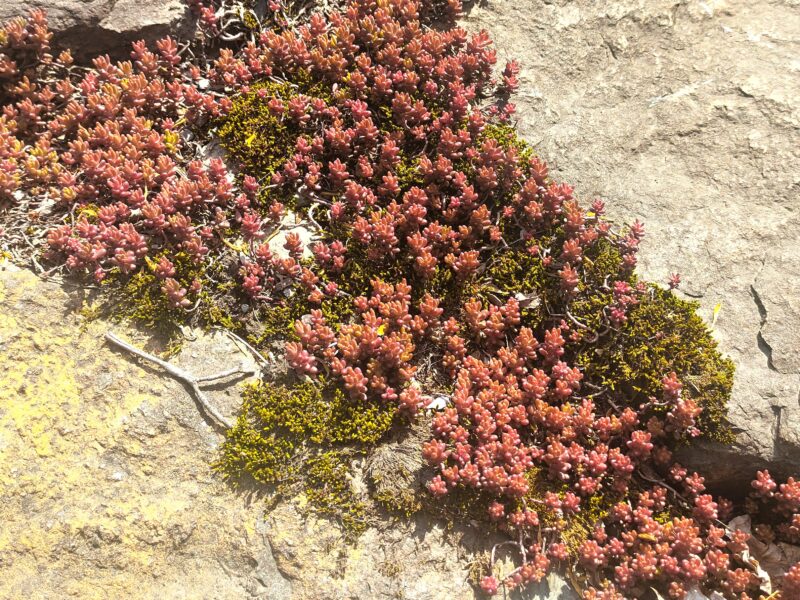 山鼻川緑地で見つけた多肉植物