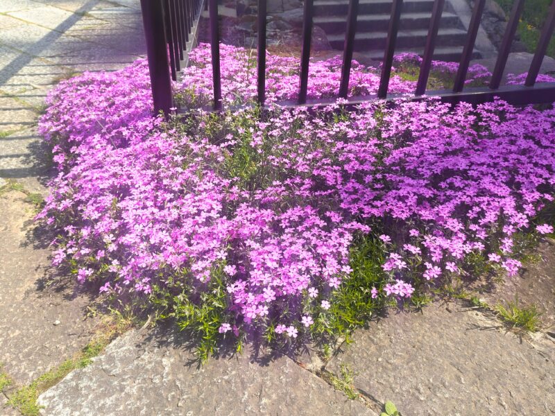 山鼻川緑地の芝桜
