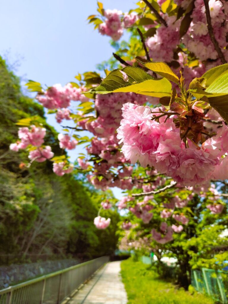 山鼻川緑地の八重桜