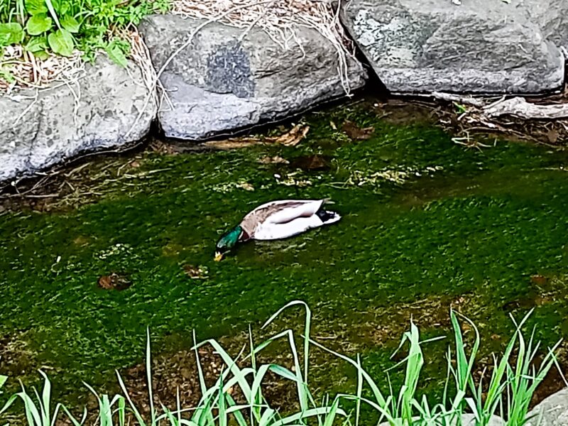 山鼻川のマガモ